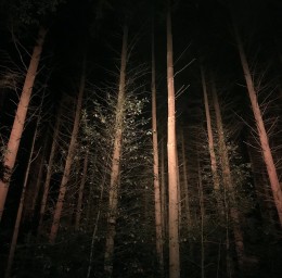 tree.jpg